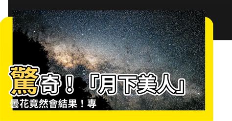 曇花會結果嗎|曇花的介紹及養護方式等注意事項